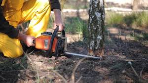 Best Tree Health Inspection  in Anderson, CA