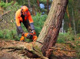 Professional Tree Care in Anderson, CA