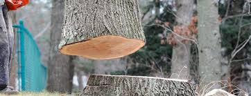 Best Leaf Removal  in Anderson, CA