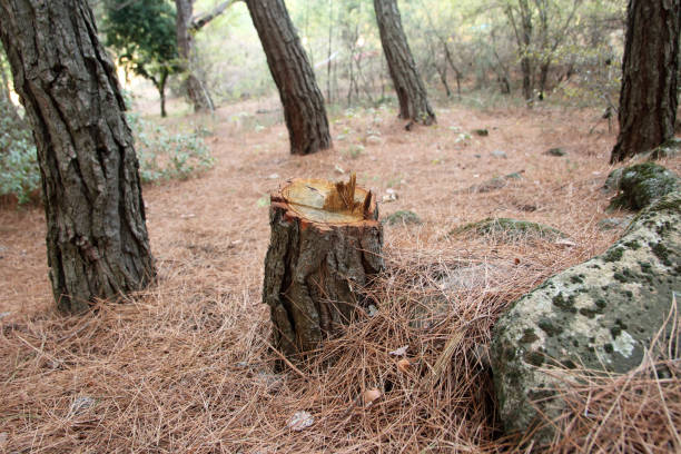 Best Tree Removal  in Anderson, CA