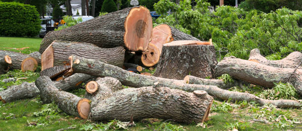 Best Commercial Tree Services  in Anderson, CA