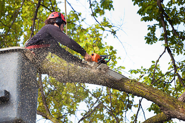 Best Utility Line Clearance  in Anderson, CA