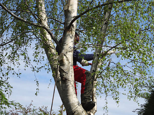Best Tree Maintenance Programs  in Anderson, CA