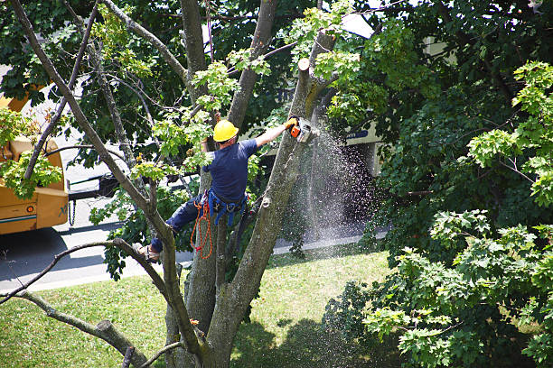 Best Tree Disease Treatment  in Anderson, CA