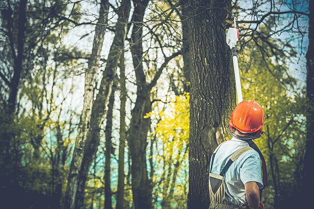 Best Stump Grinding and Removal  in Anderson, CA