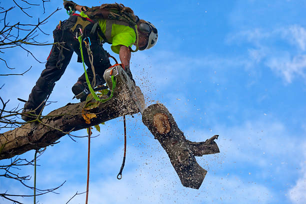  Anderson, CA Tree Care Pros
