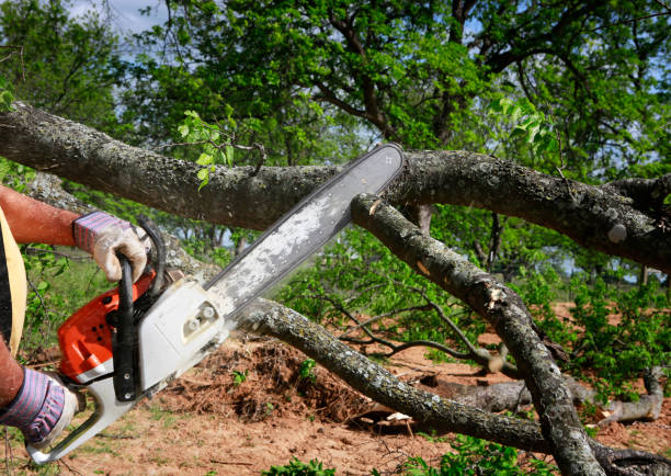 Best Firewood Processing and Delivery  in Anderson, CA