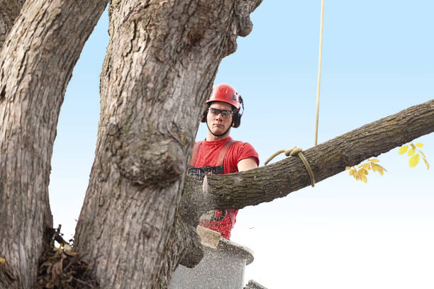 Best Tree Mulching  in Anderson, CA