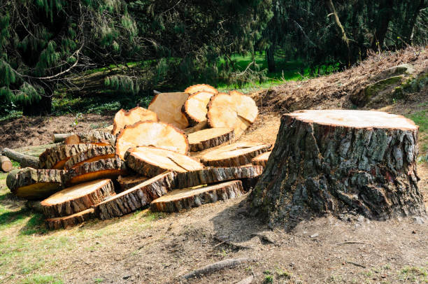 How Our Tree Care Process Works  in  Anderson, CA